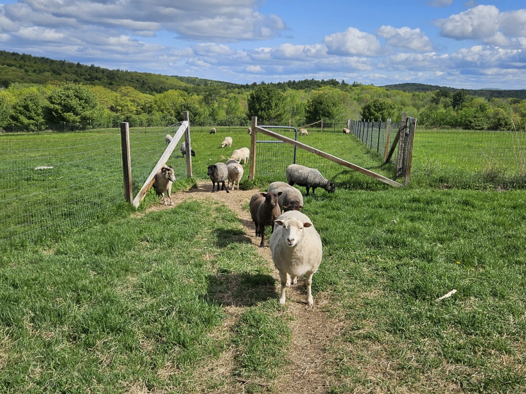 Shetland sheep Trilium leading the flock in from the pasture at Farthing Stone Farm